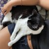Images de profil de Helena - Blooming Pets - Petsitting et garde d'animaux à domicile