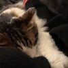 Images de profil de Helena - Blooming Pets - Petsitting et garde d'animaux à domicile