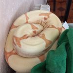 Ares Mon Serpent  Boa Constricteur (Boa Constrictor) Mâle - Garde d'animaux à domicile