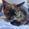 Images de profil de Hélène - Blooming Pets - Petsitting et garde d'animaux à domicile