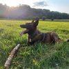 Images de profil de Hélène - Blooming Pets - Petsitting et garde d'animaux à domicile