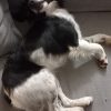 Images de profil de Hélène - Blooming Pets - Petsitting et garde d'animaux à domicile