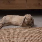 Loki Mon Lapin  Bélier nain Mâle stérilisé - Garde d'animaux à domicile