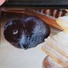Images de profil de Hélène - Blooming Pets - Petsitting et garde d'animaux à domicile