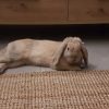 Images de profil de Hélène - Blooming Pets - Petsitting et garde d'animaux à domicile