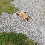 Jayan Mon Chat  Européen Mâle stérilisé - Garde d'animaux à domicile