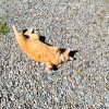 Images de profil de Mahitabe - Blooming Pets - Petsitting et garde d'animaux à domicile
