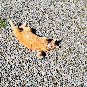 Images de profil de Mahitabe - Blooming Pets - Petsitting et garde d'animaux à domicile