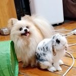 Image de profil de Esther - Blooming Pets - Petsitting et garde d'animaux à domicile