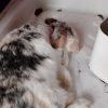 Images de profil de Esther - Blooming Pets - Petsitting et garde d'animaux à domicile