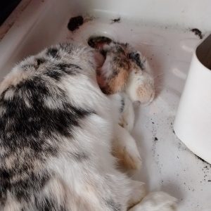 Images de profil de Esther - Blooming Pets - Petsitting et garde d'animaux Ă domicile