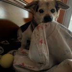 Jake Mon Chien  Croisé Mâle - Garde d'animaux à domicile