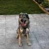 Images de profil de Isabelle - Blooming Pets - Petsitting et garde d'animaux à domicile