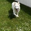 Images de profil de Isabelle - Blooming Pets - Petsitting et garde d'animaux à domicile