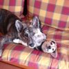 Images de profil de Isabelle - Blooming Pets - Petsitting et garde d'animaux à domicile