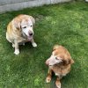 Images de profil de Isabelle - Blooming Pets - Petsitting et garde d'animaux à domicile
