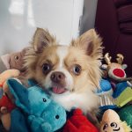 Nooky Mon Chien  Chihuahua Mâle - Garde d'animaux à domicile