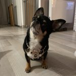 Youmi Mon Chien  Chihuahua Femelle - Garde d'animaux à domicile