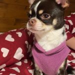 Snoopy Mon Chien  Chihuahua Mâle - Garde d'animaux à domicile