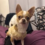 Milo Mon Chien  Chihuahua Mâle - Garde d'animaux à domicile