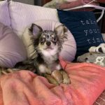 Hermès Mon Chien  Chihuahua Mâle - Garde d'animaux à domicile