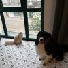 Images de profil de Ilona - Blooming Pets - Petsitting et garde d'animaux à domicile