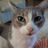 Images de profil de Ines - Blooming Pets - Petsitting et garde d'animaux à domicile