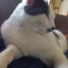 Images de profil de Ines - Blooming Pets - Petsitting et garde d'animaux à domicile
