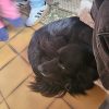 Images de profil de Ines - Blooming Pets - Petsitting et garde d'animaux à domicile