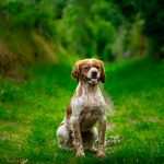 Orane Mon Chien  Épagneul Breton Femelle - Garde d'animaux à domicile