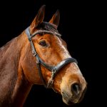 Boston Mon Cheval  Selle Français Hongre - Garde d'animaux à domicile