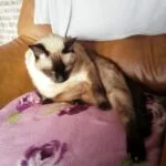 Mickey Mon Chat  Siamois Mâle stérilisé - Garde d'animaux à domicile