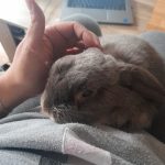 Image de profil de Isabelle - Blooming Pets - Petsitting et garde d'animaux à domicile