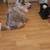 Images de profil de Isabelle - Blooming Pets - Petsitting et garde d'animaux à domicile