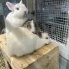Images de profil de Isaline - Blooming Pets - Petsitting et garde d'animaux à domicile