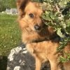 Images de profil de Isaline - Blooming Pets - Petsitting et garde d'animaux à domicile