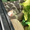 Images de profil de Isaline - Blooming Pets - Petsitting et garde d'animaux à domicile