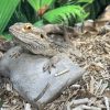 Images de profil de Isaline - Blooming Pets - Petsitting et garde d'animaux à domicile