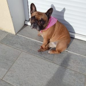 Images de profil de Iwona - Blooming Pets - Petsitting et garde d'animaux à domicile