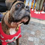Petra Mon Chien  Boxer Femelle - Garde d'animaux à domicile