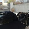 Images de profil de Jade - Blooming Pets - Petsitting et garde d'animaux à domicile