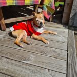 Filou Filou Mon Chien Pinscher Nain Mùle stérilisé - Garde d'animaux à domicile