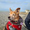 Images de profil de Jade - Blooming Pets - Petsitting et garde d'animaux à domicile