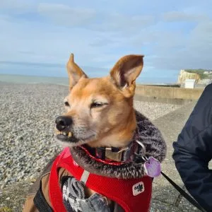 Images de profil de Jade - Blooming Pets - Petsitting et garde d'animaux à domicile