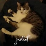 Pépito Mon Chat  Chat de gouttière (Commun) Mâle - Garde d'animaux à domicile