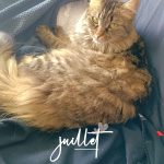 Rubie Mon Chat  Chat de gouttière (Commun) Femelle - Garde d'animaux à domicile
