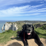 Ikita Mon Chien  Akita Inu Femelle - Garde d'animaux à domicile