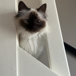 Sybelle Mon Chat  Sacré de Birmanie Femelle - Garde d'animaux à domicile