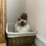 Umma Mon Chat  Sacré de Birmanie Femelle - Garde d'animaux à domicile