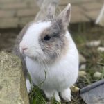 Kiki Kiki Mon Lapin Nain Femelle - Garde d'animaux Ă domicile